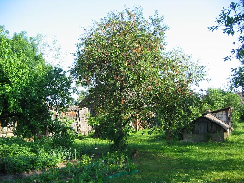 moje_podworko055.jpg